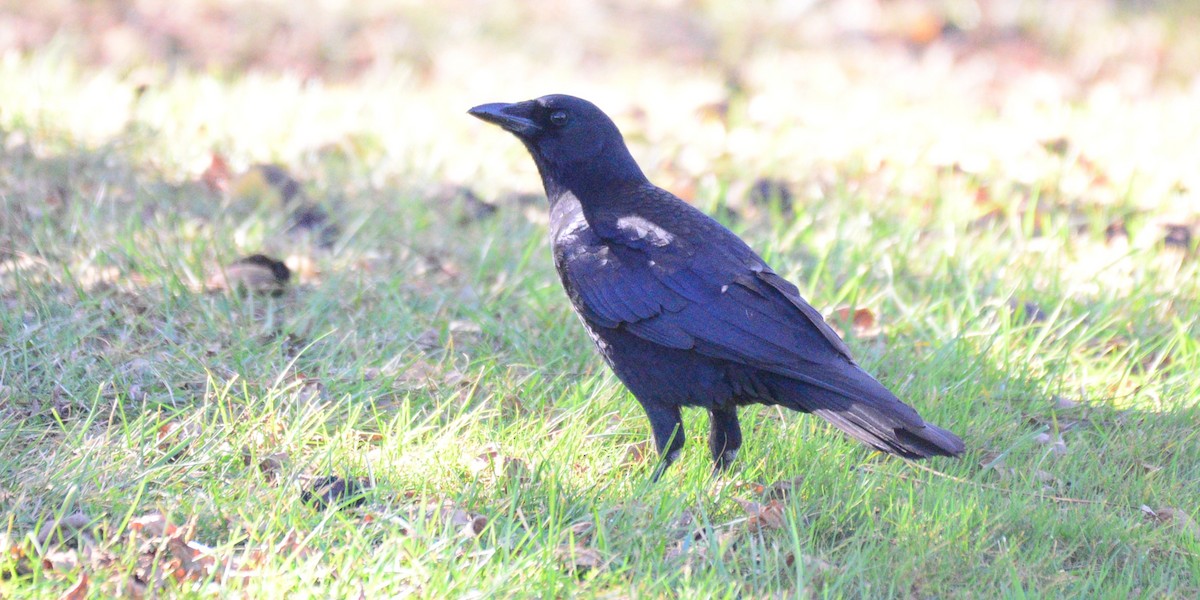 American Crow - ML643645899
