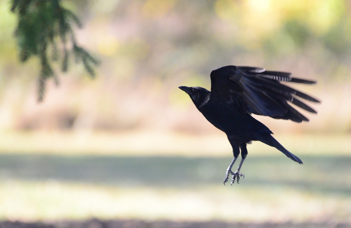 American Crow - ML643645900
