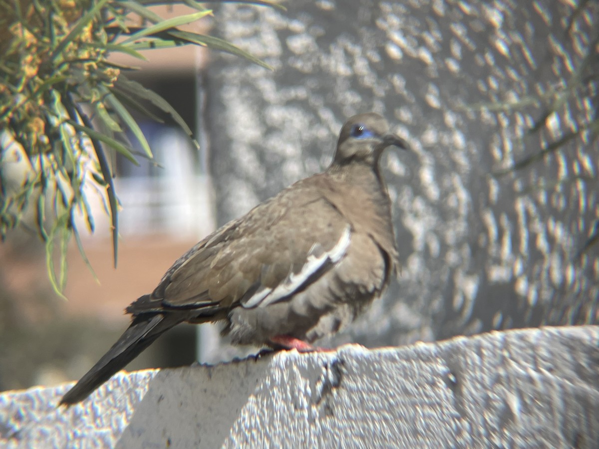 West Peruvian Dove - ML643645909