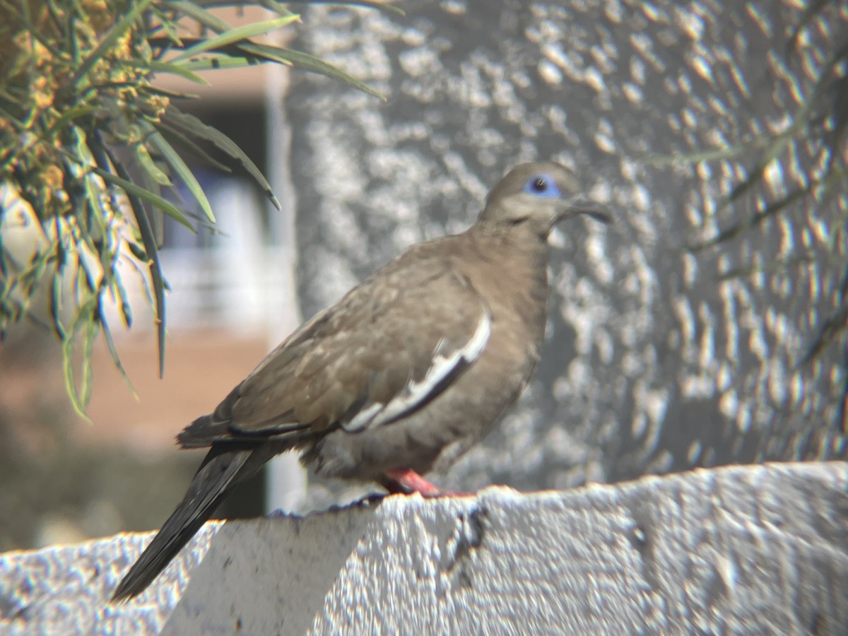West Peruvian Dove - ML643645910