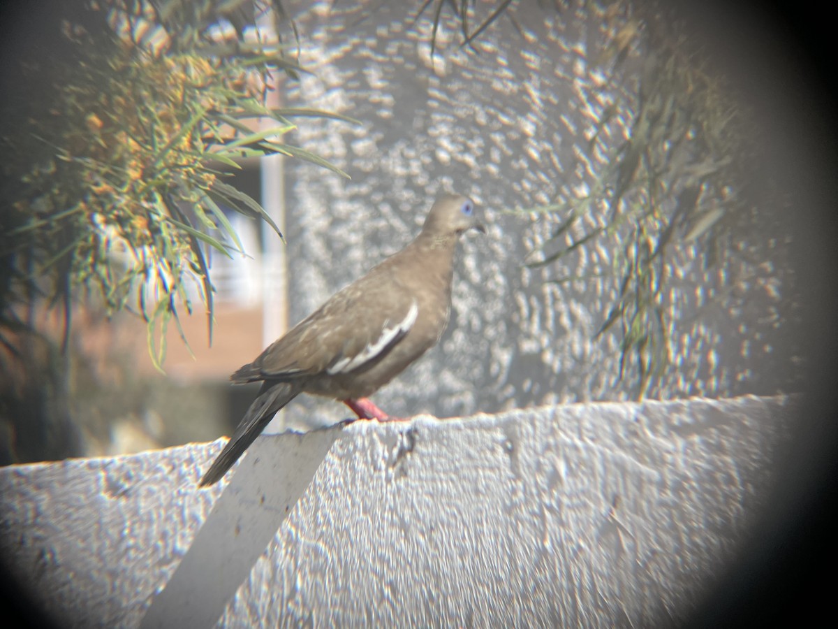 West Peruvian Dove - ML643645911