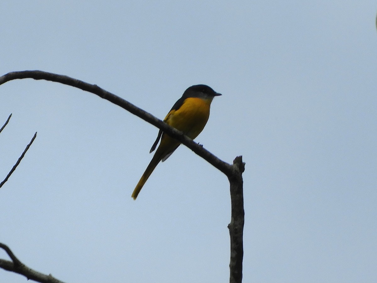 Gray-chinned Minivet - ML643645913