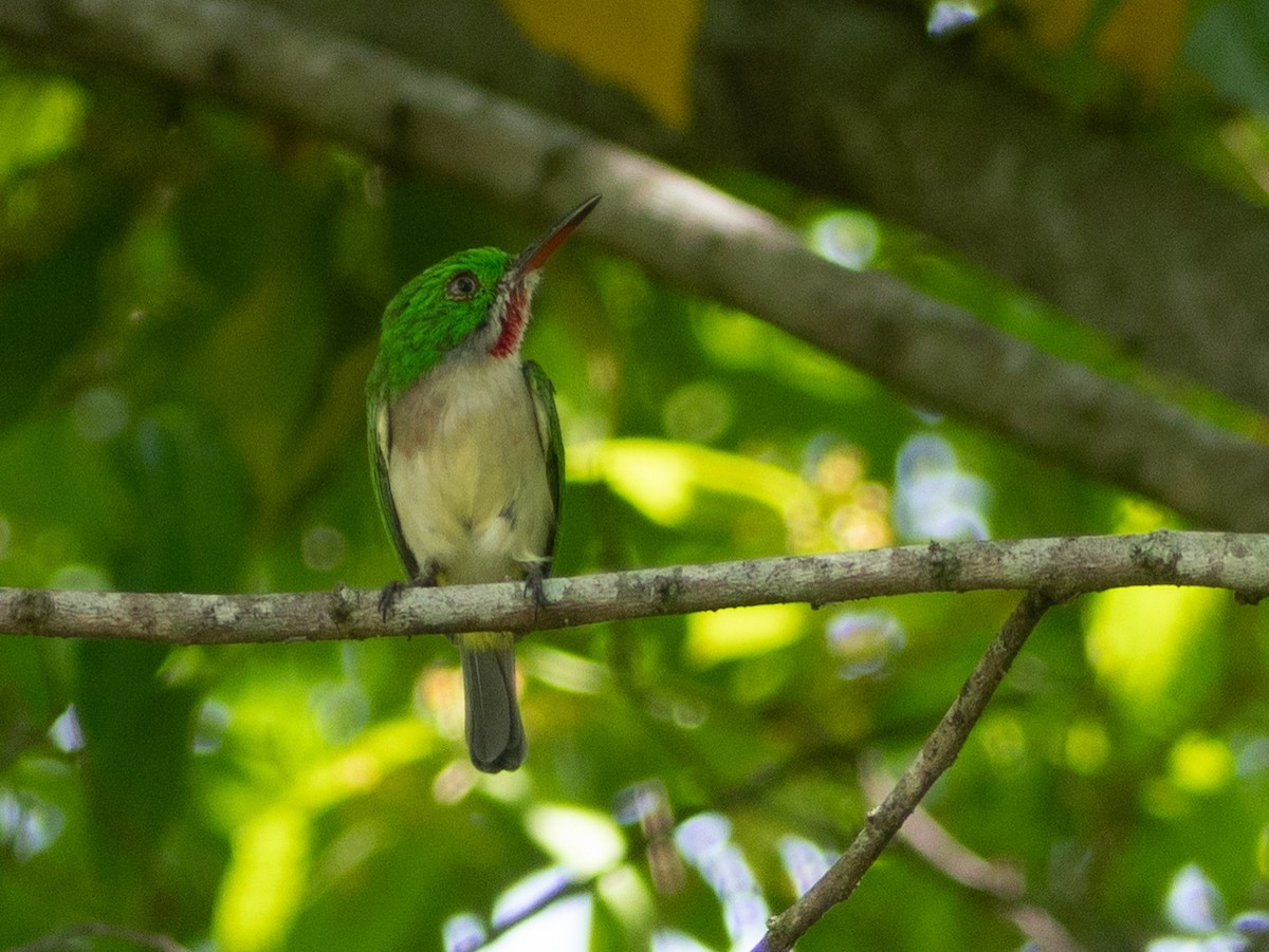 Broad-billed Tody - ML643645920