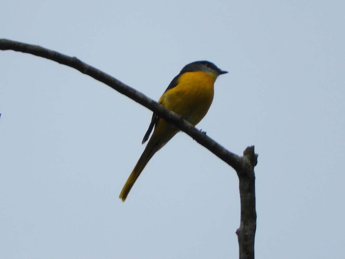 Gray-chinned Minivet - ML643645921