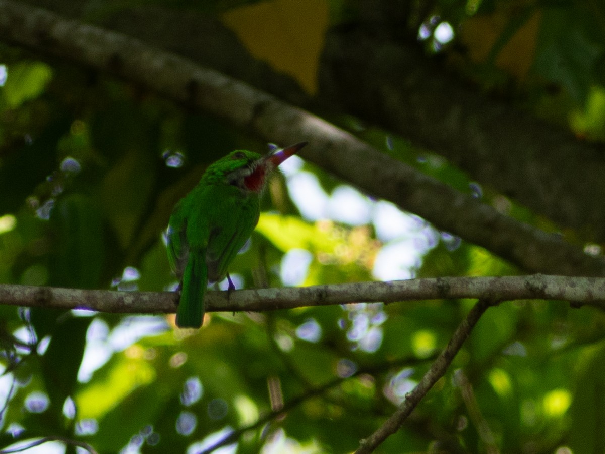 Broad-billed Tody - ML643645923