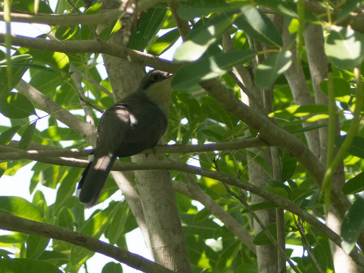 Mangrove Cuckoo - ML643645934