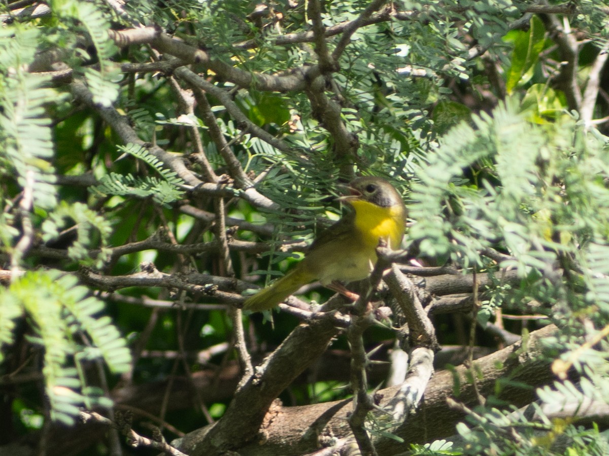 Common Yellowthroat - ML643645939