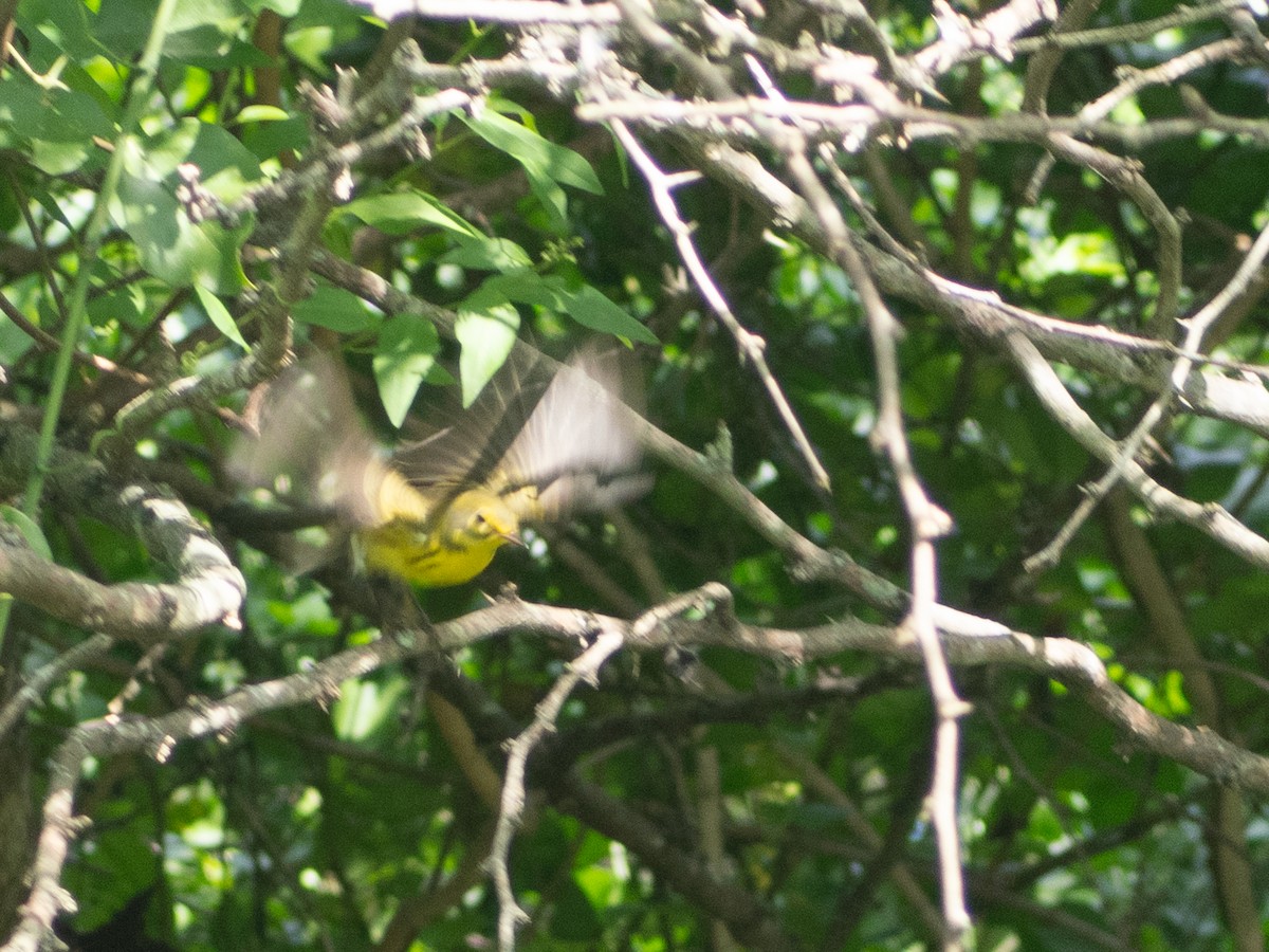 Prairie Warbler - ML643645945
