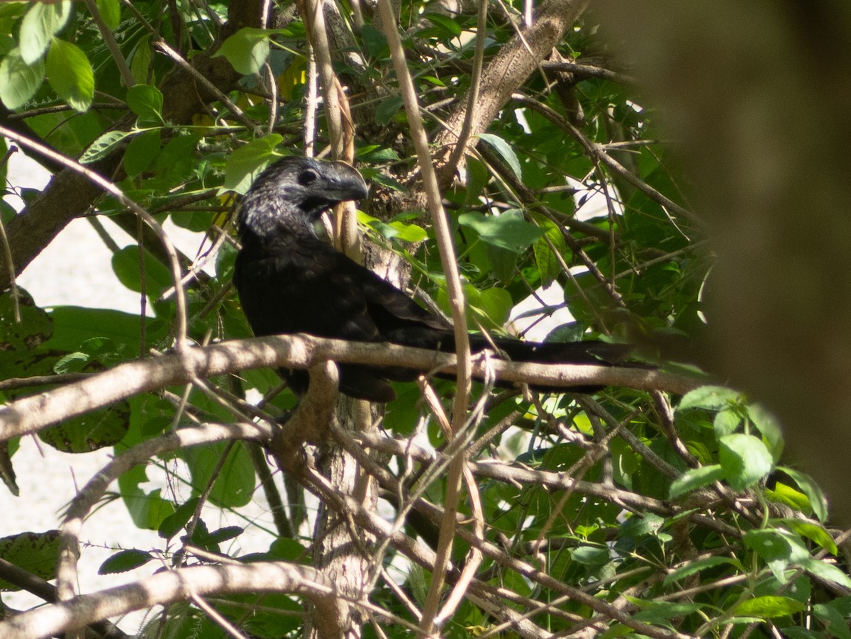 Smooth-billed Ani - ML643645948