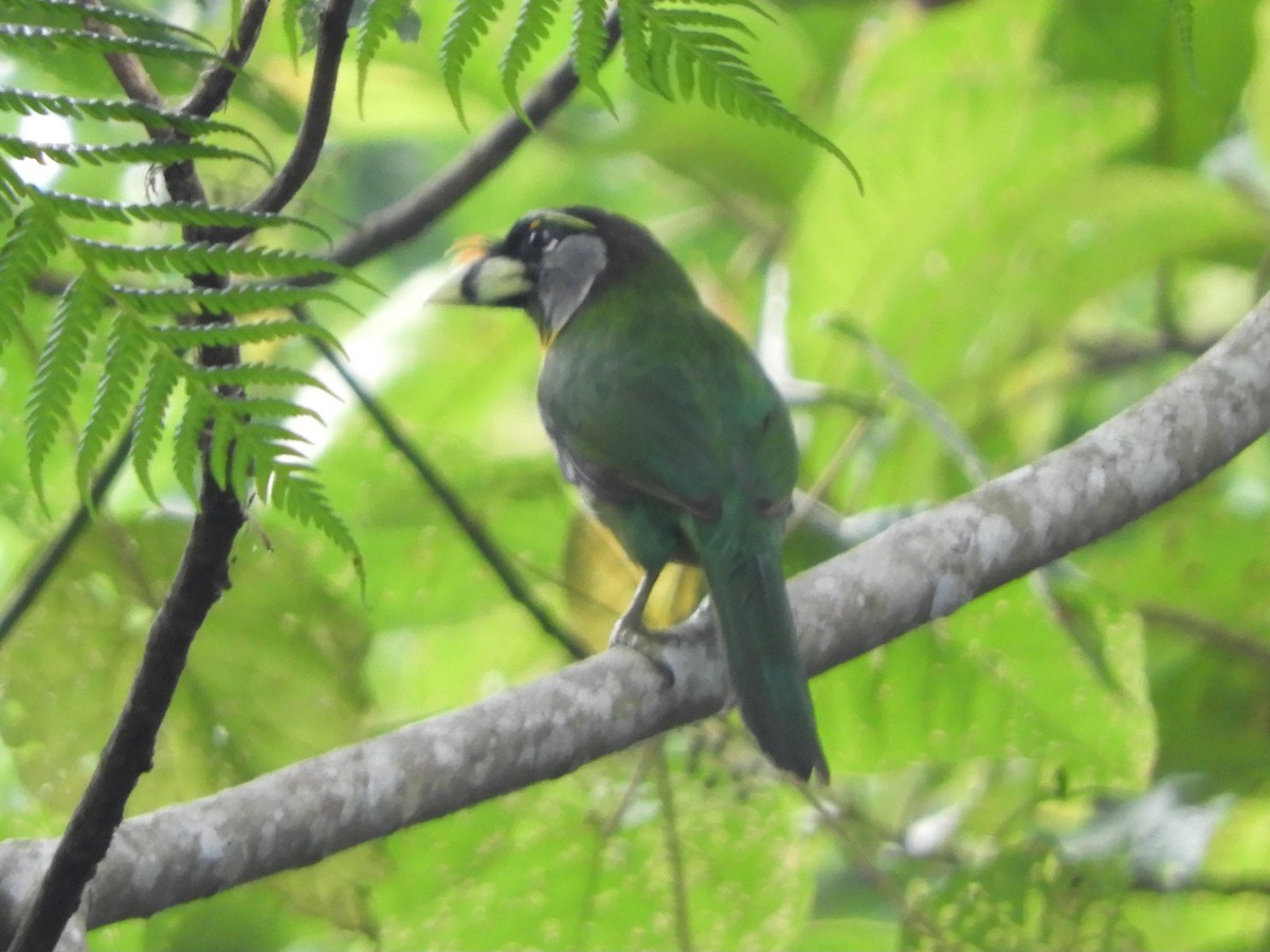 Fire-tufted Barbet - ML643645958