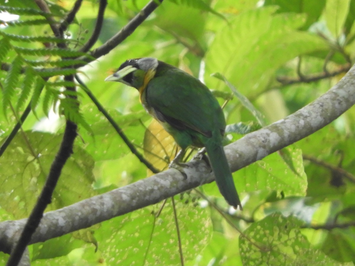 Fire-tufted Barbet - ML643645959