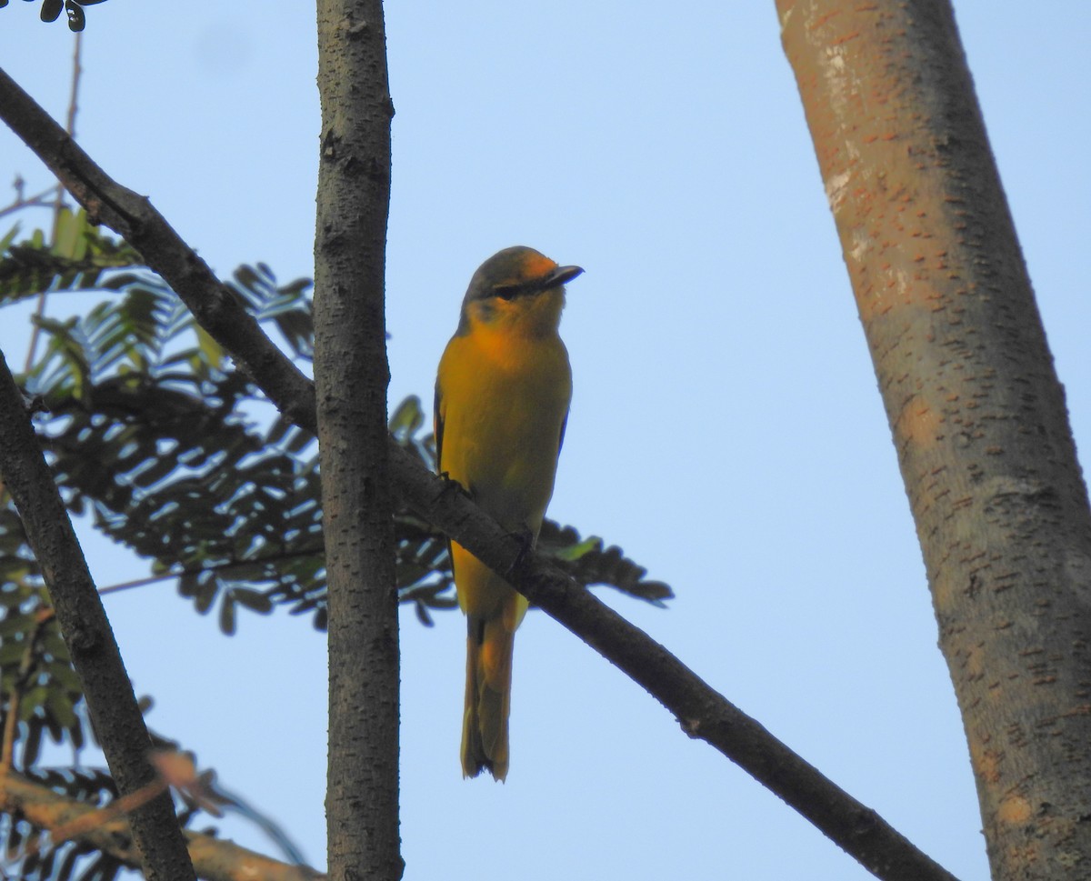 Scarlet Minivet - ML643645969