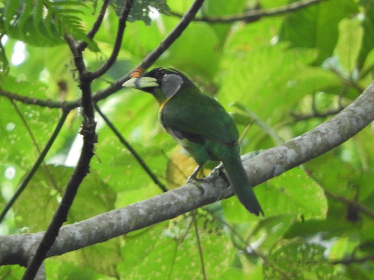 Fire-tufted Barbet - ML643645970