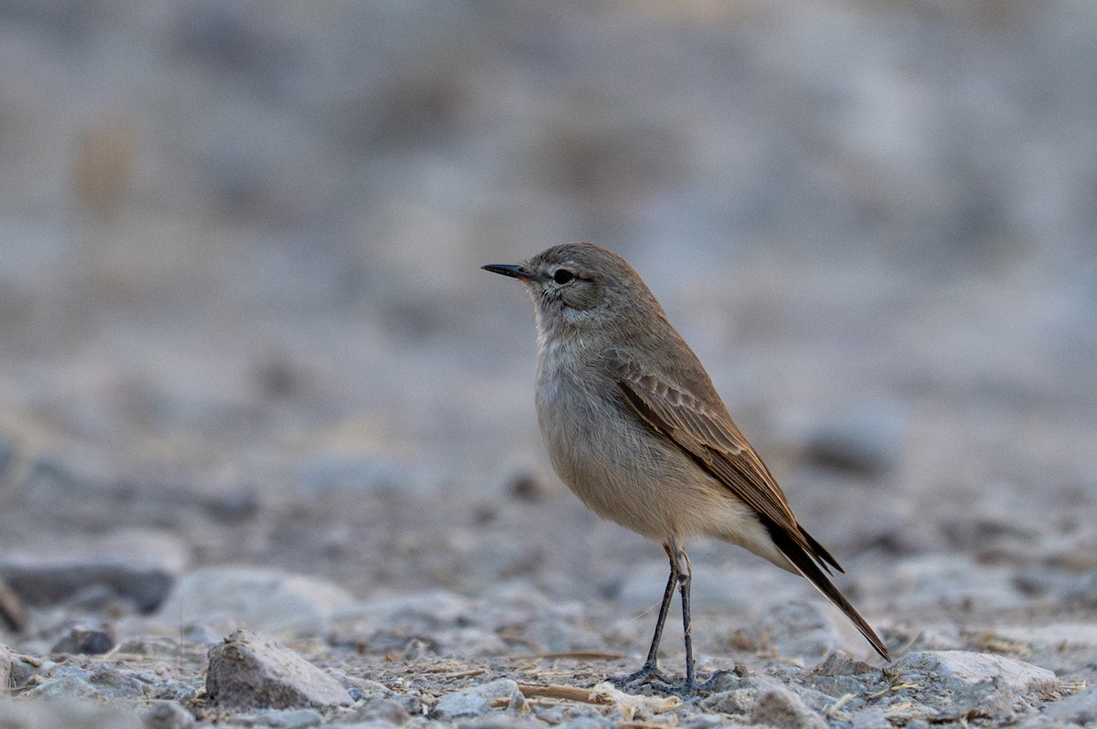 Spot-billed Ground-Tyrant - ML643645987