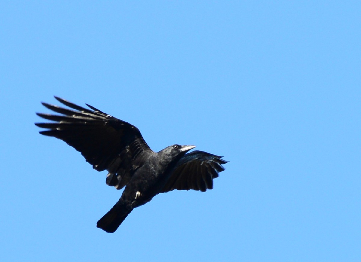 American Crow - ML643645992