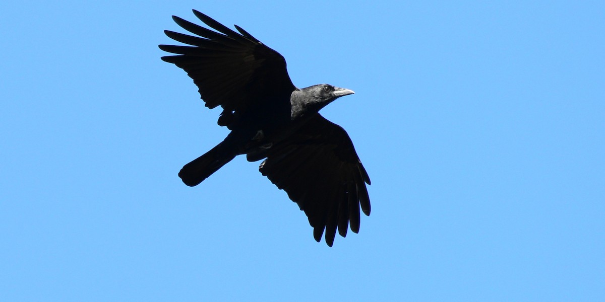 American Crow - ML643645993