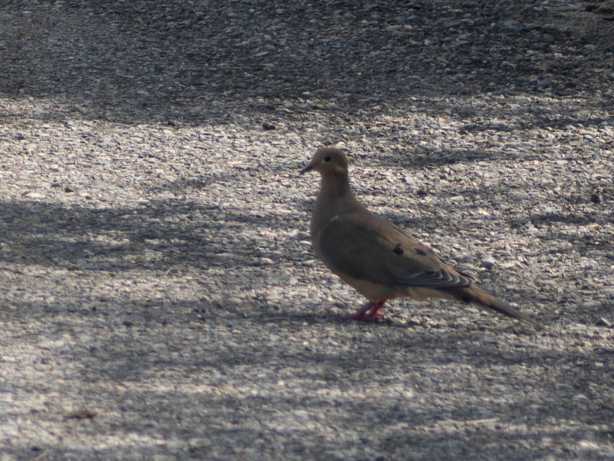 Mourning Dove - ML643645994