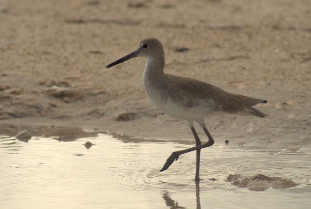 Willet - ML643646005