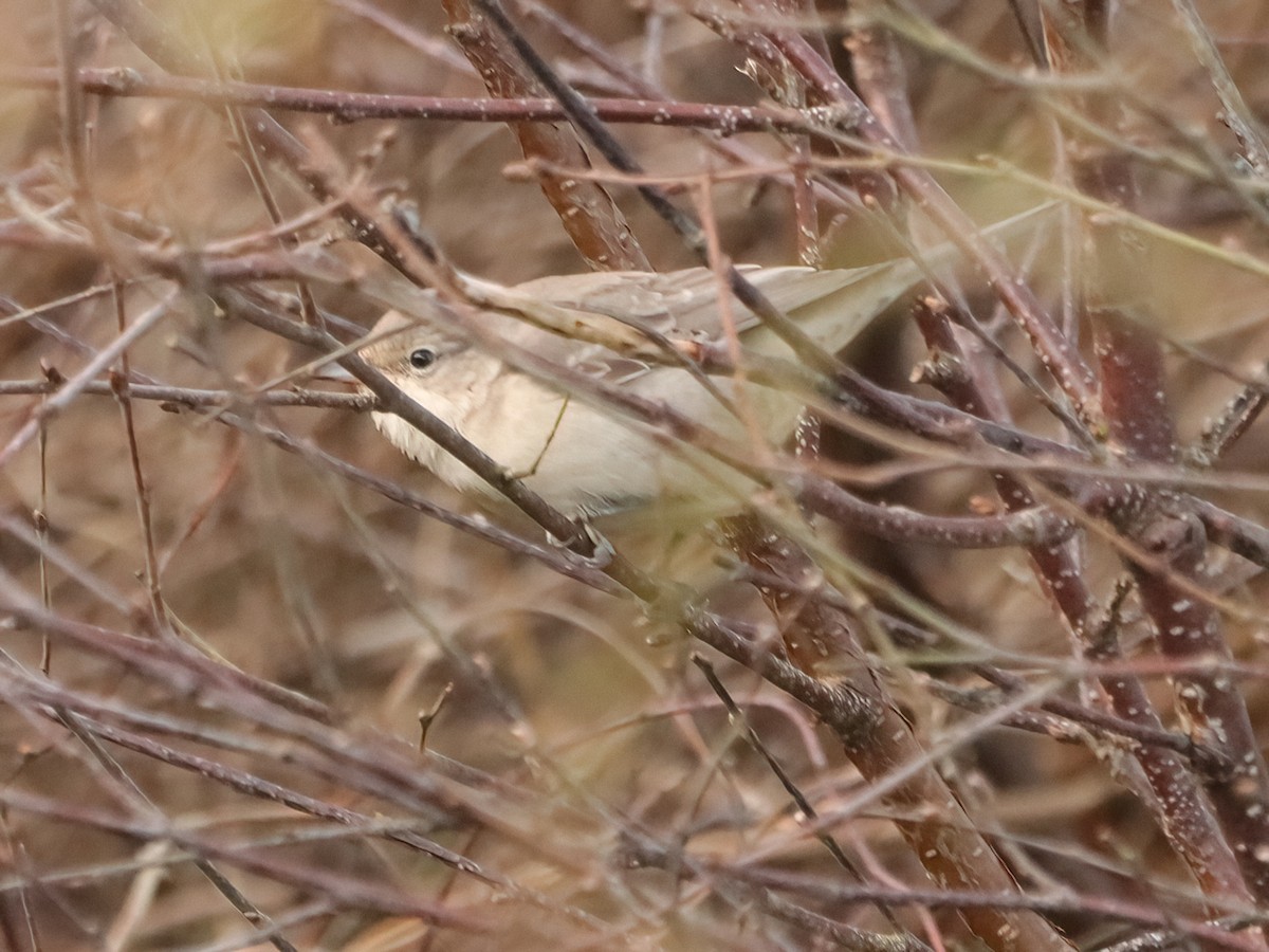 Barred Warbler - ML643646007