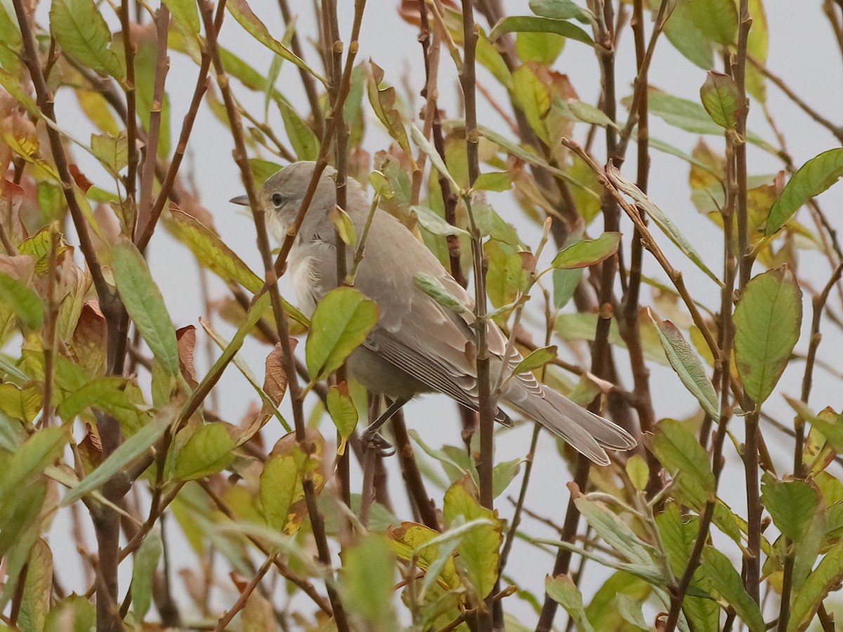 Barred Warbler - ML643646008