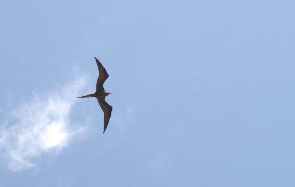 Magnificent Frigatebird - ML643646012