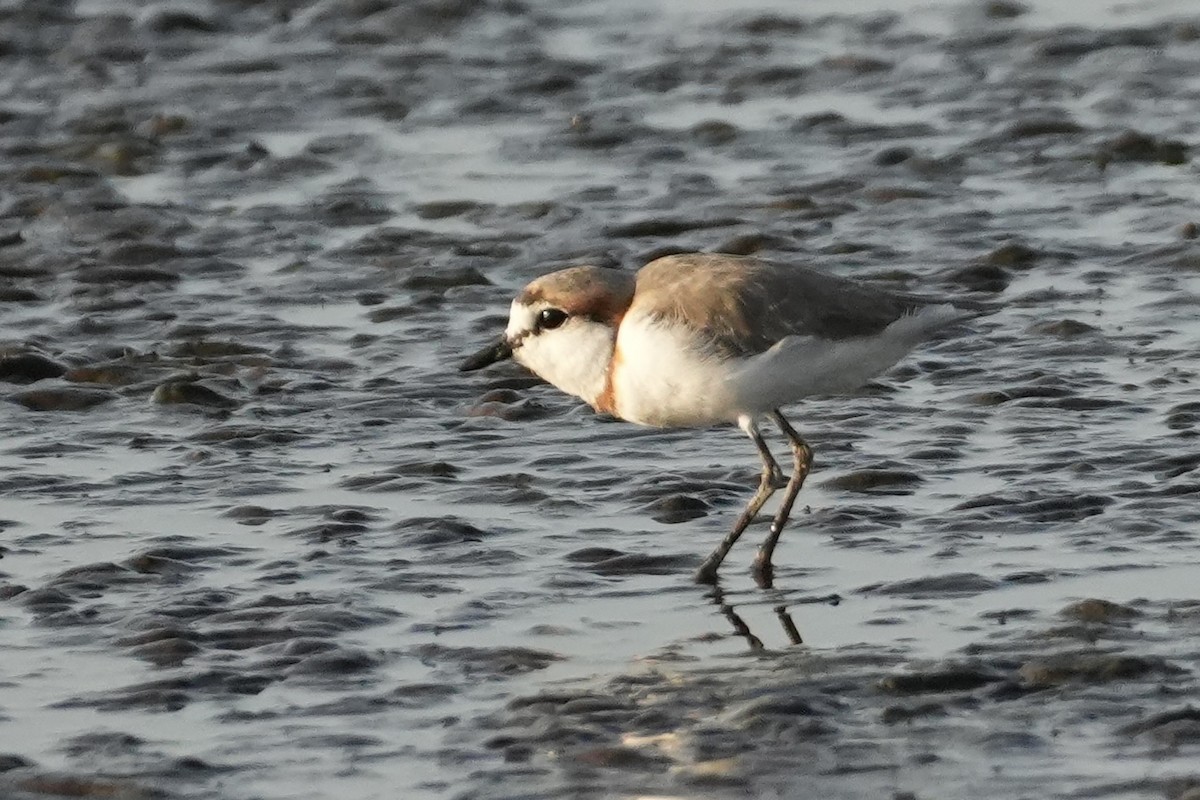 Chestnut-banded Plover - ML643646017