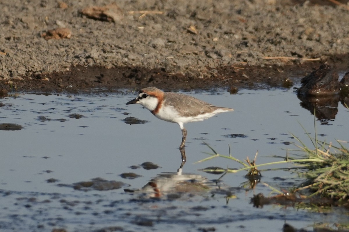 Chestnut-banded Plover - ML643646018