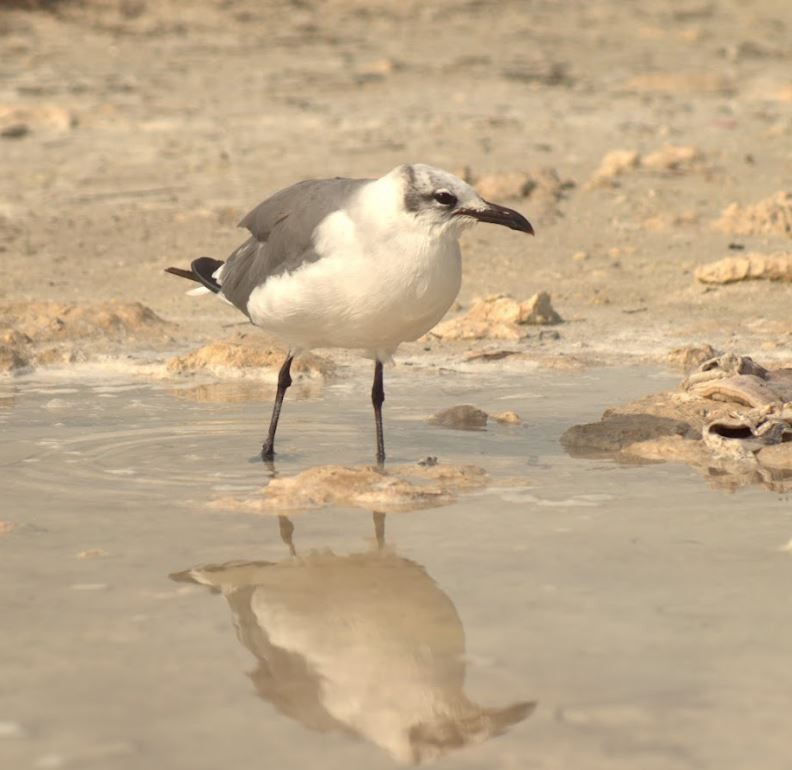 Laughing Gull - ML643646020