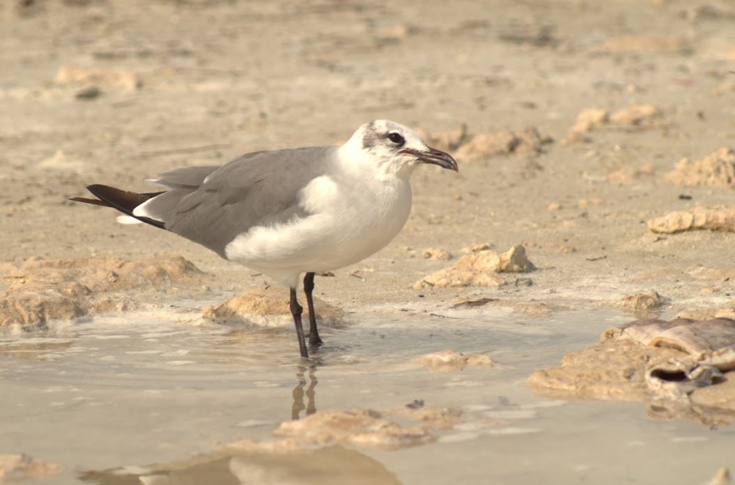 Laughing Gull - ML643646021