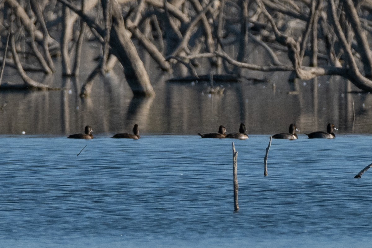 Ring-necked Duck - ML643646025