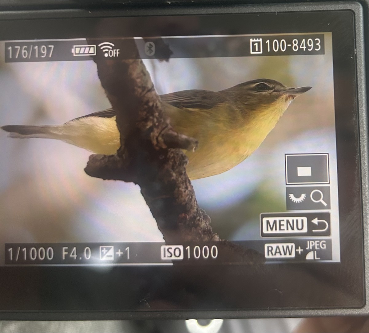 Philadelphia Vireo - ML643646046