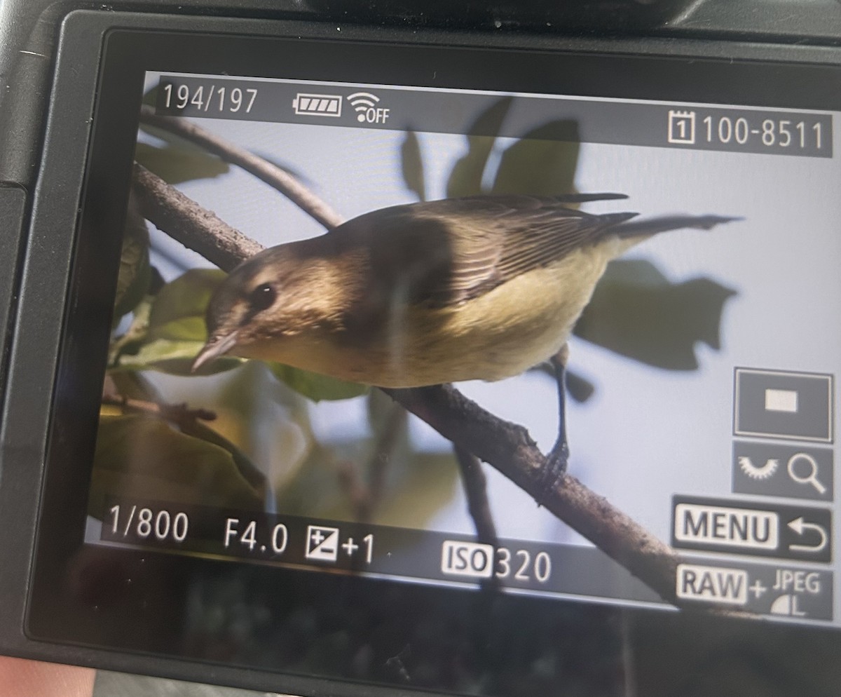 Philadelphia Vireo - ML643646047