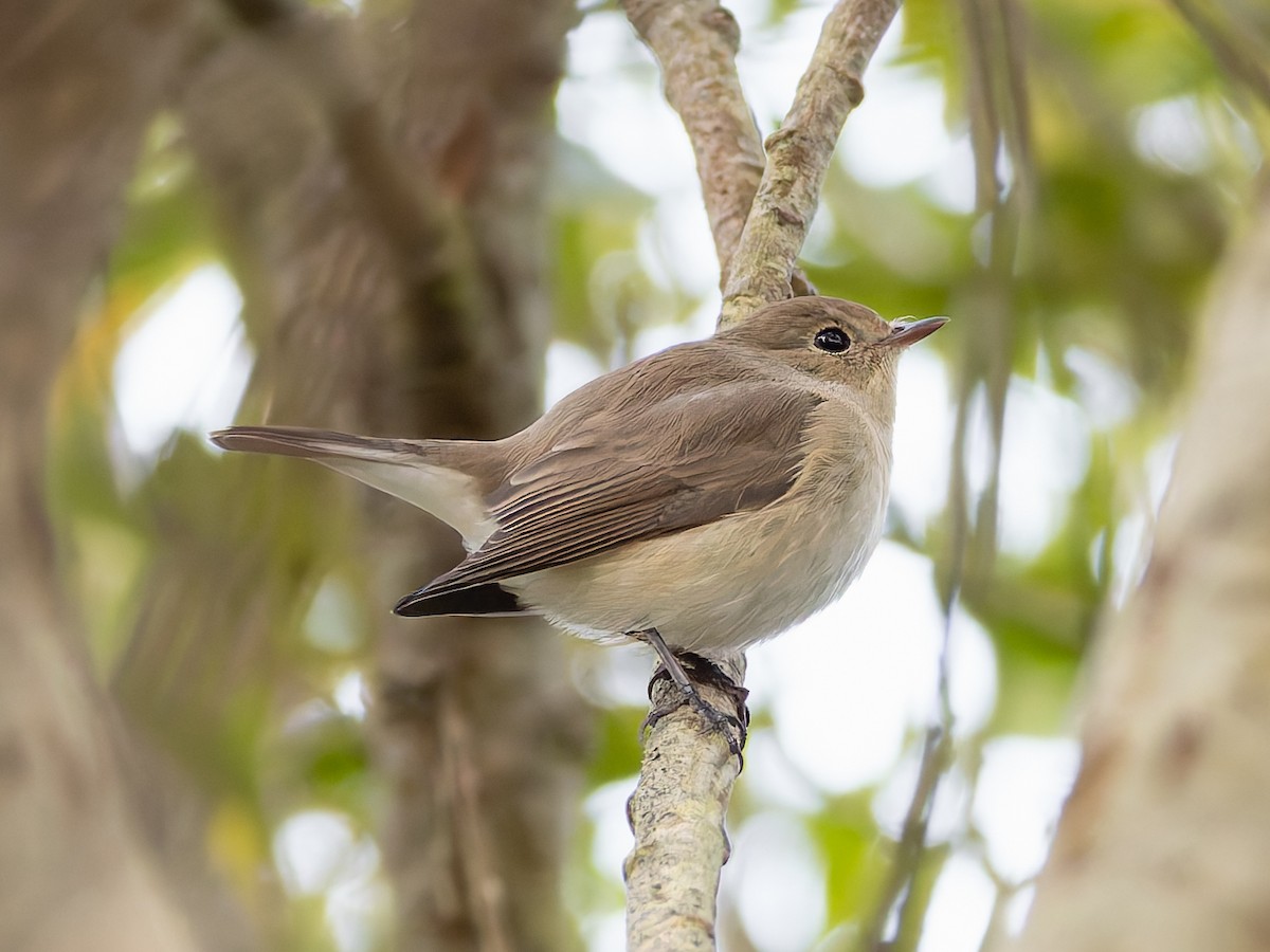 Red-breasted Flycatcher - ML643646061