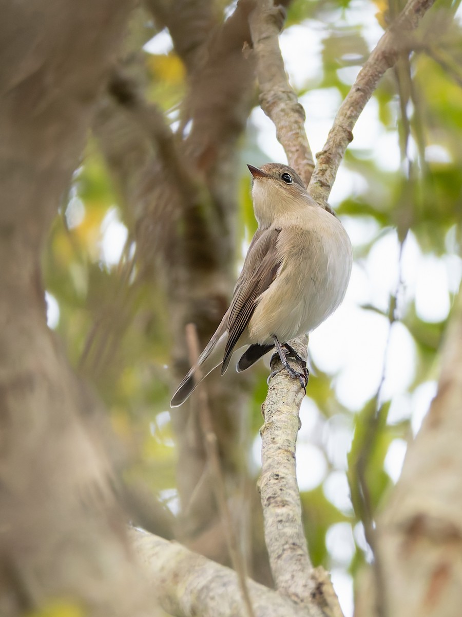Red-breasted Flycatcher - ML643646063