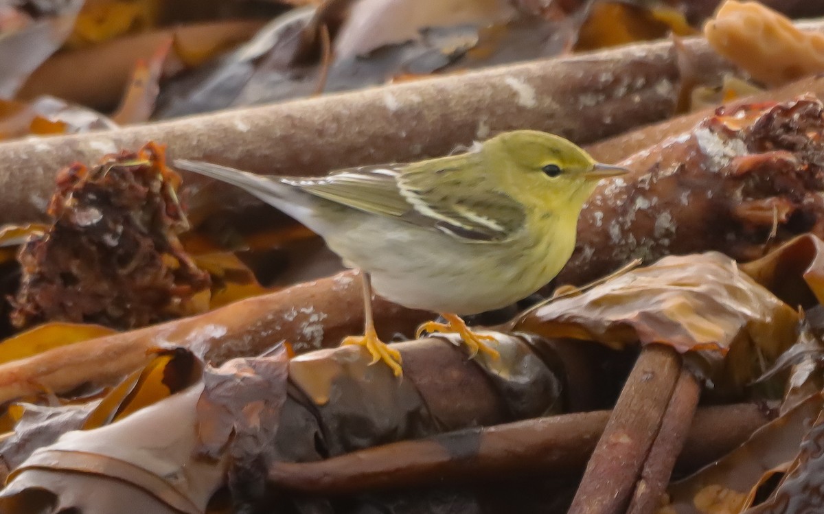 Blackpoll Warbler - ML643646066