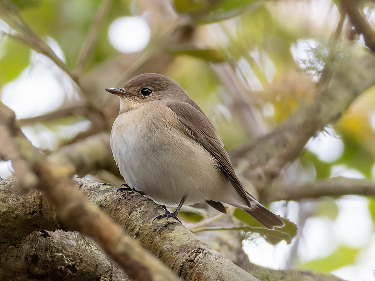 Red-breasted Flycatcher - ML643646068