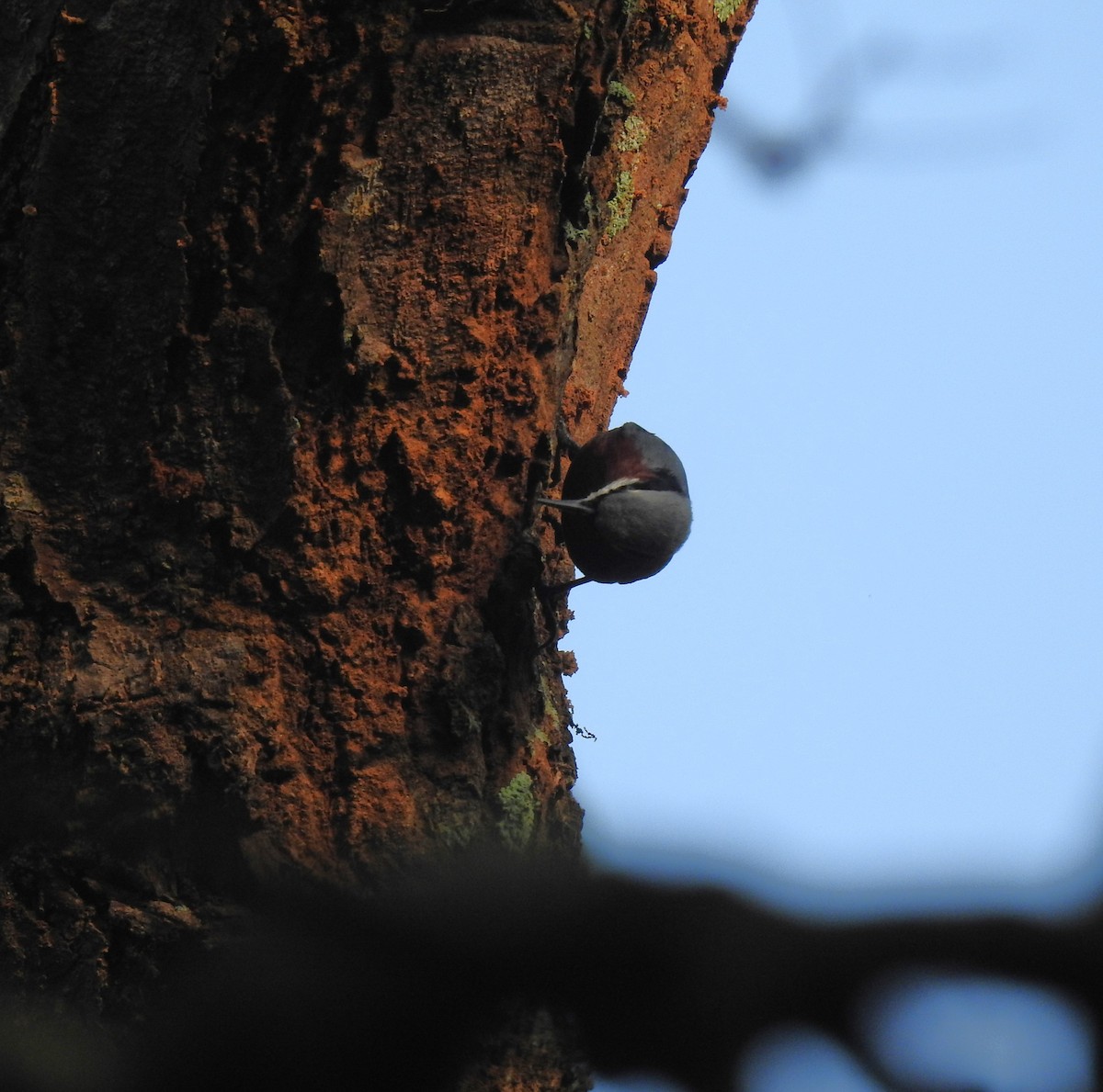 Kastanienkleiber - ML643646069