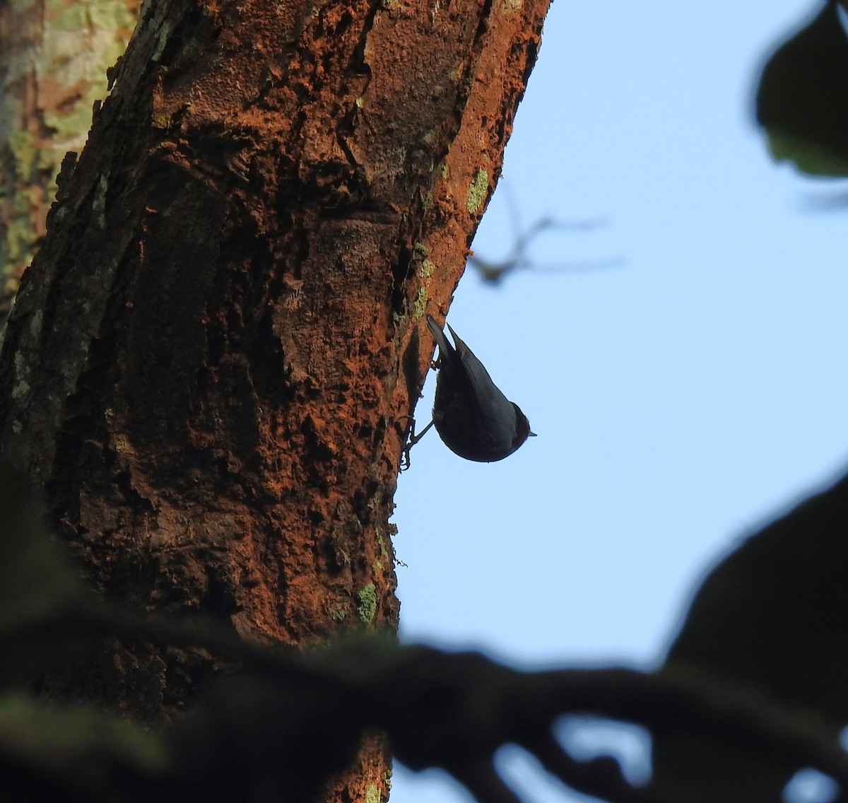 Kastanienkleiber - ML643646072