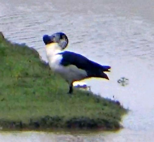 Knob-billed Duck - ML643646078