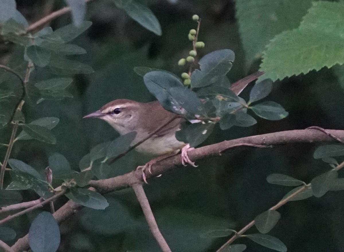 Swainson's Warbler - ML643646079