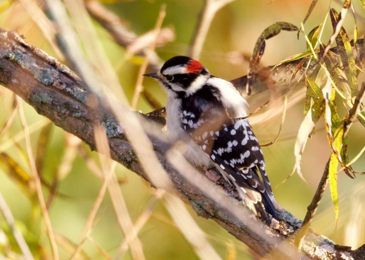 Downy Woodpecker - ML643646085