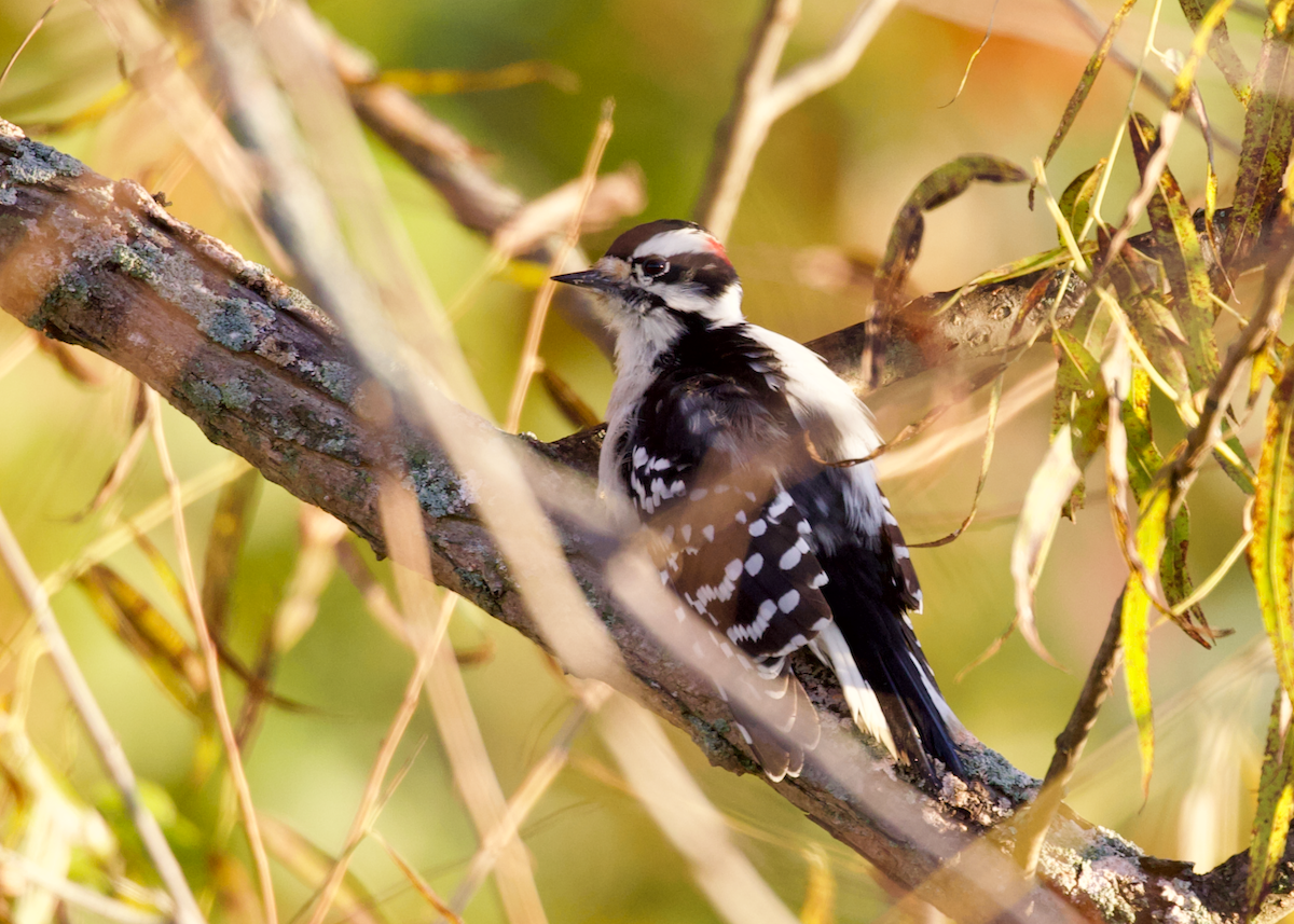 Downy Woodpecker - ML643646086
