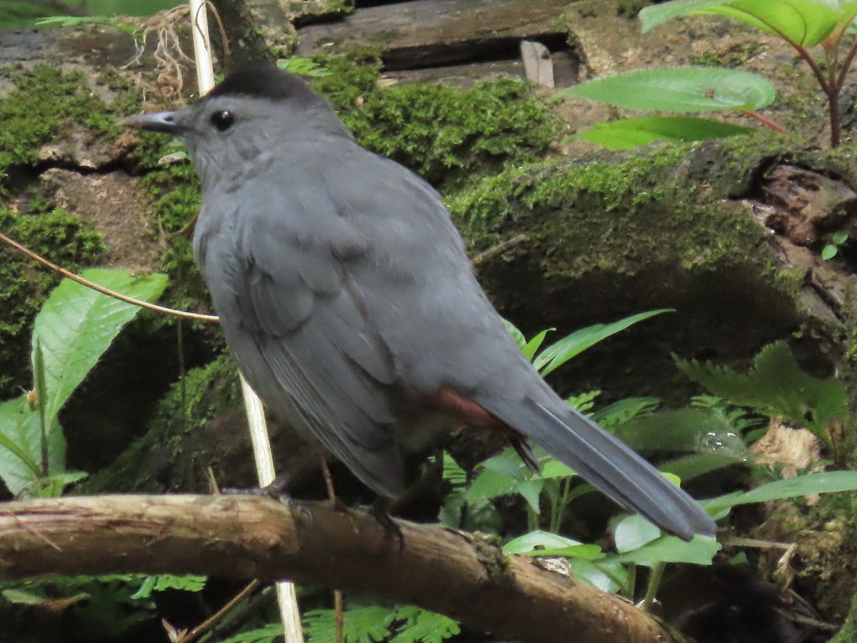 Gray Catbird - ML643646098