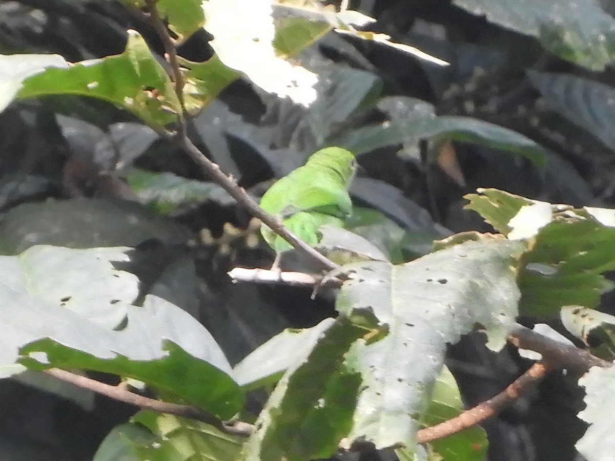 Blue-winged Leafbird - ML643646099