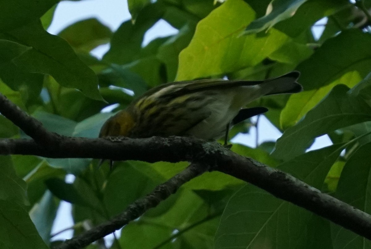 Cape May Warbler - ML643646111