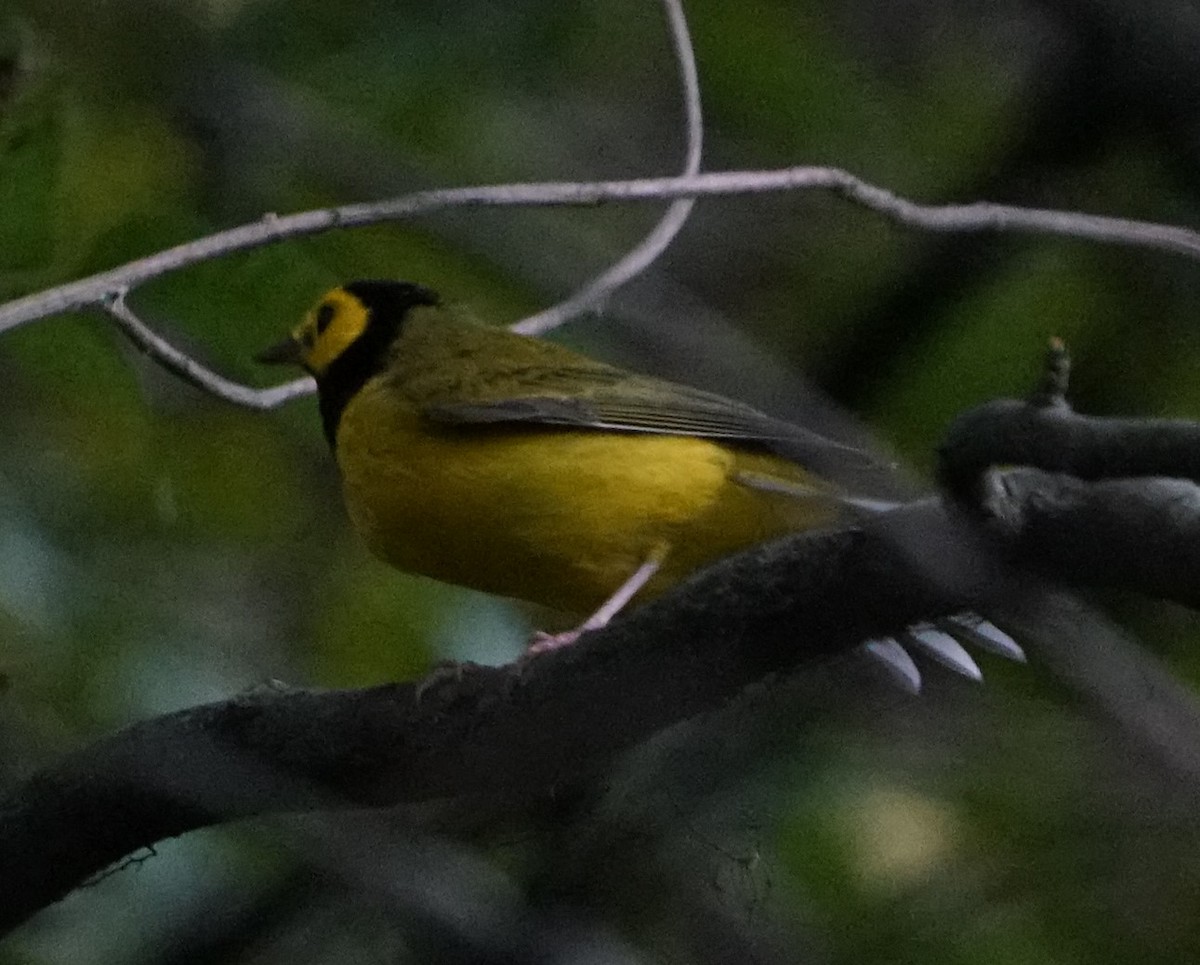 Hooded Warbler - ML643646124