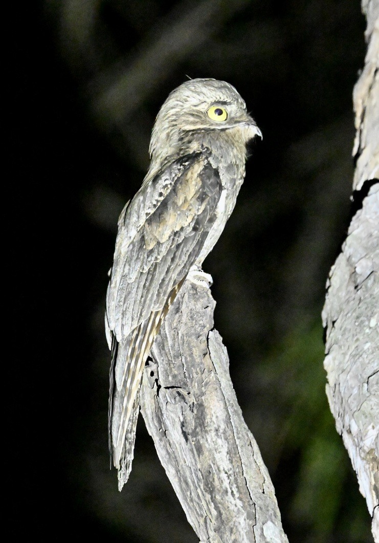 Common Potoo - ML643646151