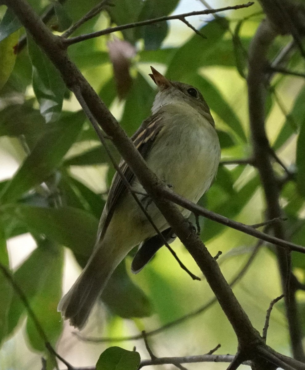 Mosquero Verdoso - ML643646152