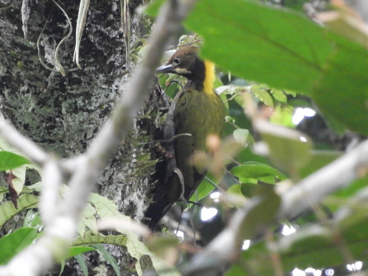 Greater Yellownape - ML643646155