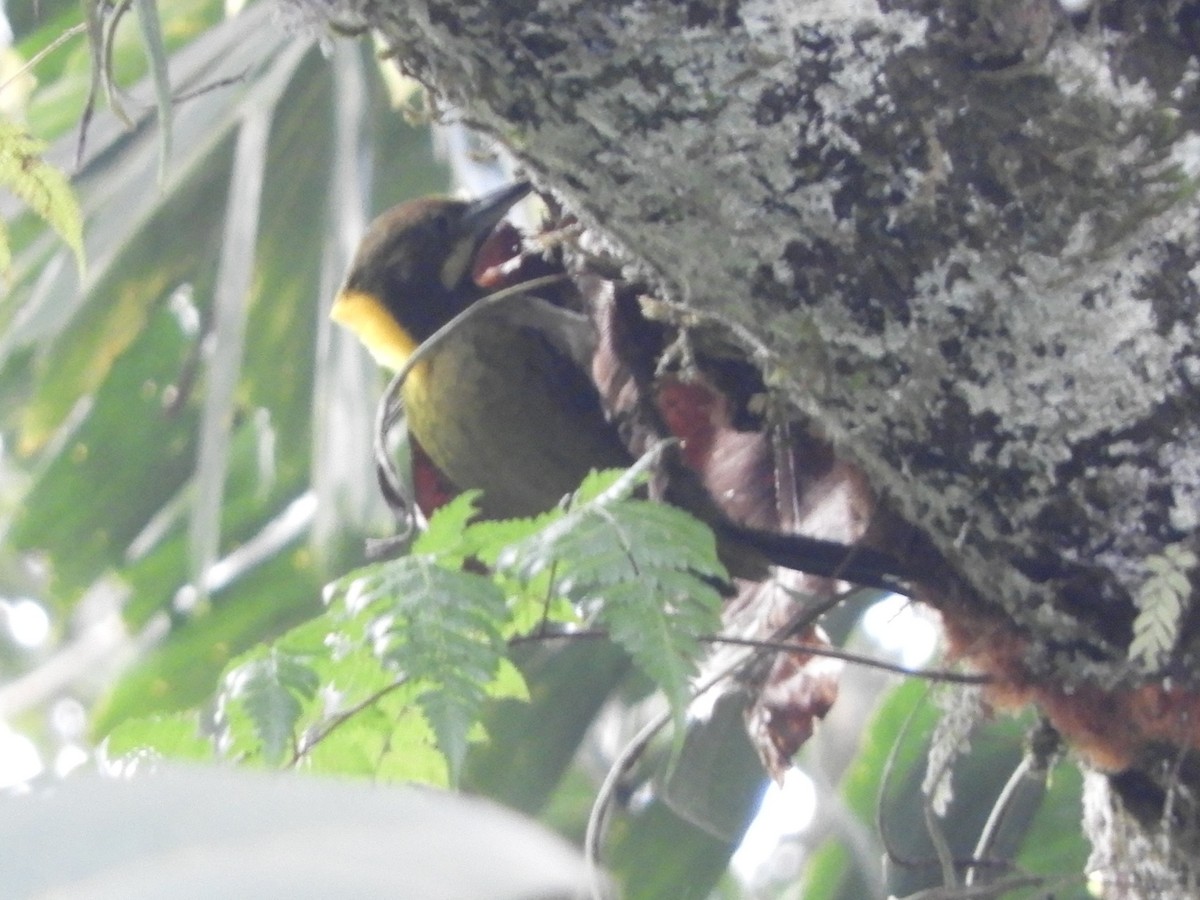 Greater Yellownape - ML643646156